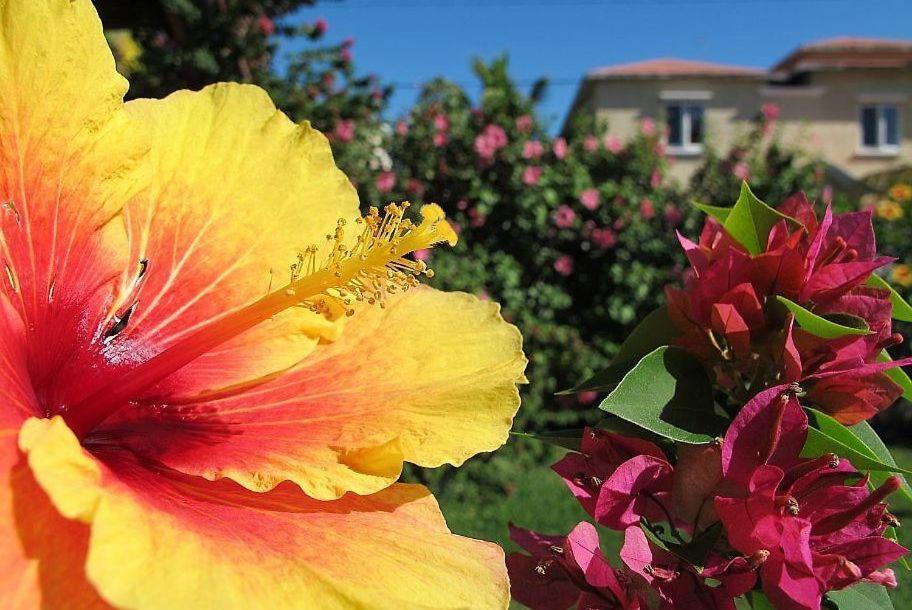 Villa Des Frangipanes La Gaulette Bagian luar foto