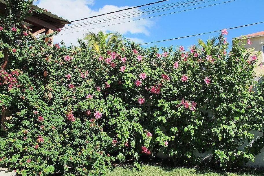 Villa Des Frangipanes La Gaulette Bagian luar foto